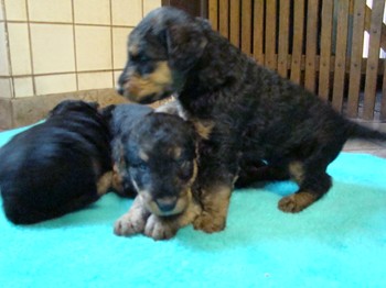 chiots_1mois_gamins13