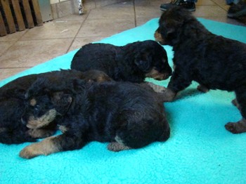 chiots_1mois_gamins_10