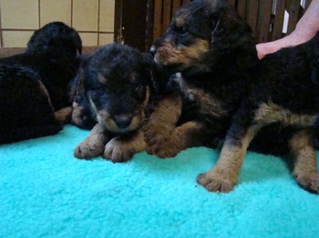 chiots_1mois_gamins_12