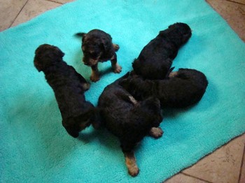 chiots_1mois_gamins_7