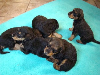 chiots_1mois_gamins_8