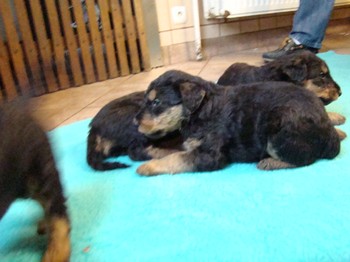 chiots_1mois_gamins_9