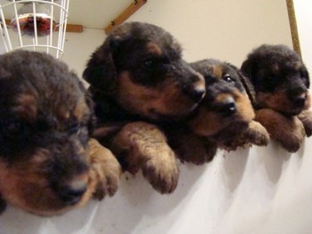chiots_1mois_les8_15