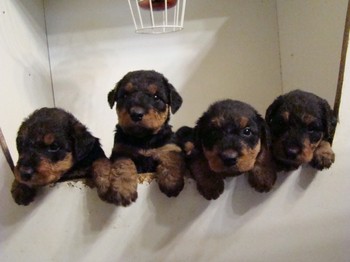 chiots_1mois_les8_16.JPG
