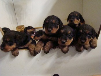chiots_1mois_les8_17.JPG