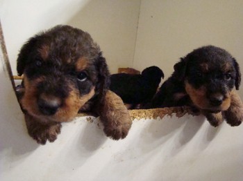 chiots_1mois_les8_18.JPG