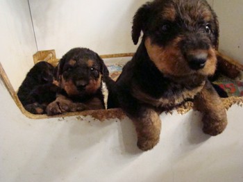 chiots_1mois_les8_19.JPG