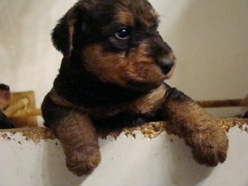 chiots_1mois_les8_20.JPG