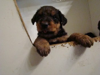 chiots_1mois_les8_21.JPG