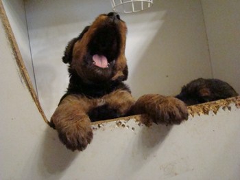 chiots_1mois_les8_22.JPG