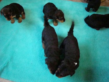 chiots_1mois_les8_23
