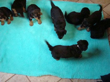 chiots_1mois_les8_24