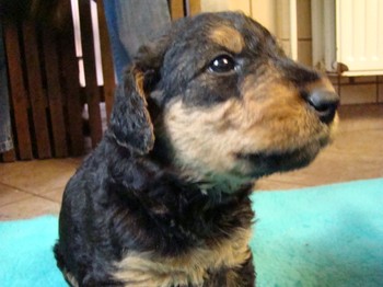 chiots_1mois_les8_25