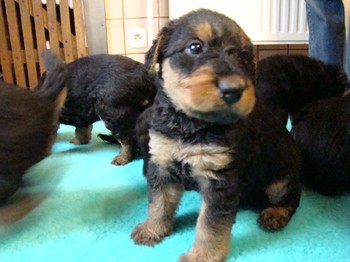 chiots_1mois_les8_26