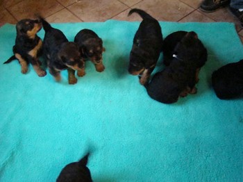 chiots_1mois_les8_27
