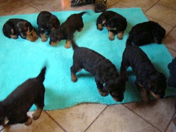 chiots_1mois_les8_28