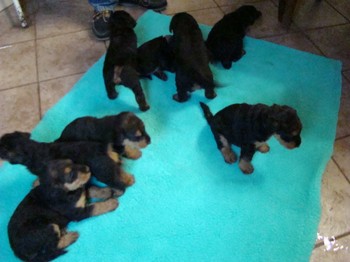 chiots_1mois_les8_29