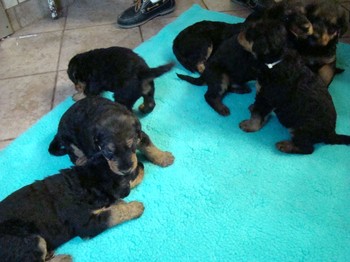 chiots_1mois_les8_30