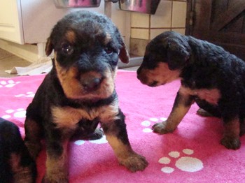 chiots_24jours_fifilles_1