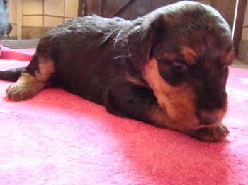 chiots_24jours_fifilles_10.JPG