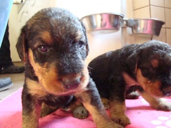 chiots_24jours_fifilles_11.JPG