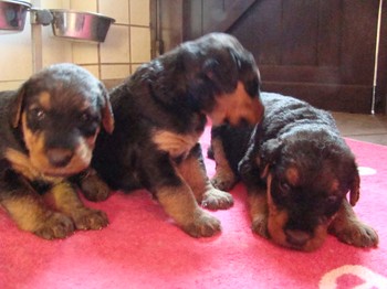 chiots_24jours_fifilles_12.JPG