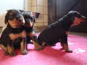 chiots_24jours_fifilles_13.JPG