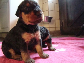 chiots_24jours_fifilles_14.JPG