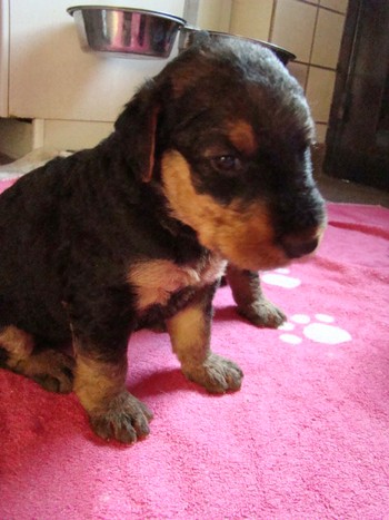 chiots_24jours_fifilles_15.JPG