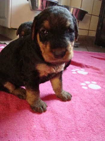 chiots_24jours_fifilles_16.JPG