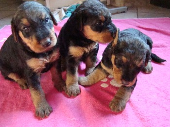 chiots_24jours_fifilles_17
