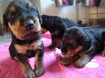chiots_24jours_fifilles_18.JPG