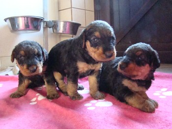 chiots_24jours_fifilles_19.JPG