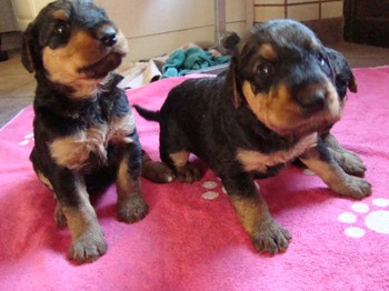 chiots_24jours_fifilles_2.JPG