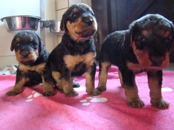 chiots_24jours_fifilles_20.JPG
