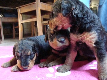 chiots_24jours_fifilles_21.JPG