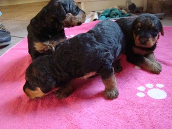 chiots_24jours_fifilles_3.JPG