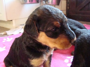 chiots_24jours_fifilles_4.JPG