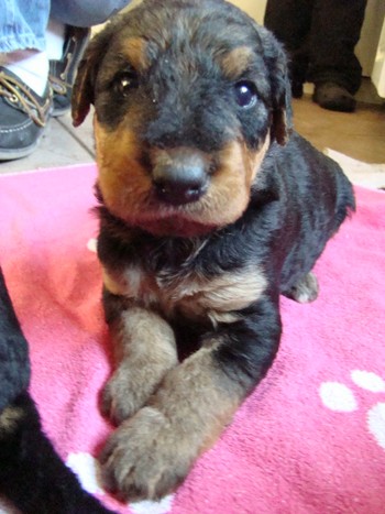 chiots_24jours_fifilles_5.JPG