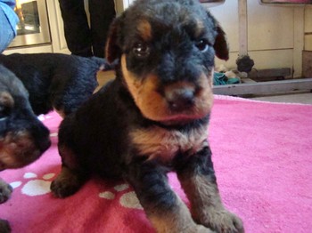 chiots_24jours_fifilles_7.JPG