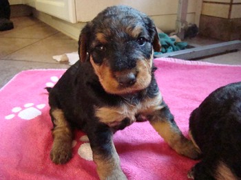 chiots_24jours_fifilles_8.JPG