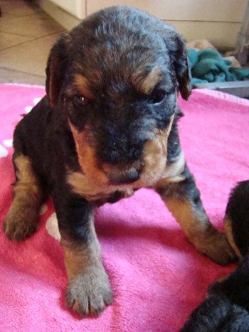 chiots_24jours_fifilles_9.JPG