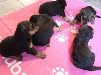 chiots_24jours_gamins_22.JPG
