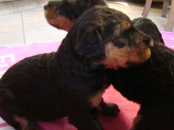 chiots_24jours_gamins_23.JPG