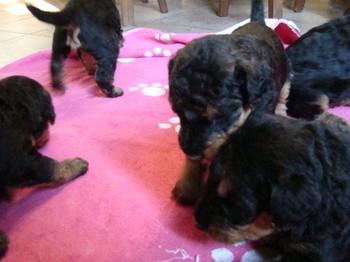 chiots_24jours_gamins_25.JPG