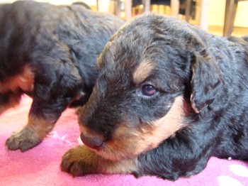 chiots_24jours_gamins_26.JPG