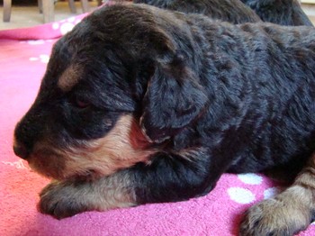 chiots_24jours_gamins_27.JPG