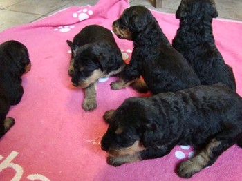 chiots_24jours_gamins_28.JPG