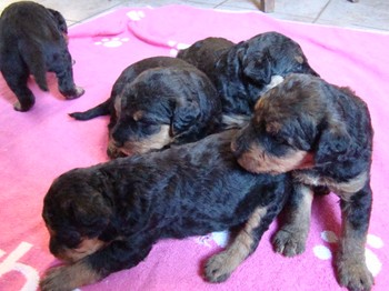 chiots_24jours_gamins_29.JPG