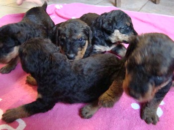 chiots_24jours_gamins_30.JPG